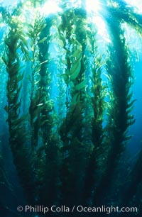 Kelp forest, Macrocystis pyrifera, San Clemente Island