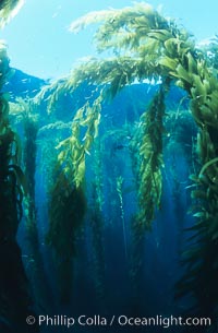 Kelp forest, Macrocystis pyrifera, San Clemente Island