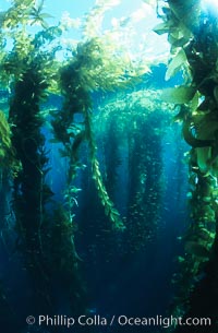 Kelp forest. San Clemente Island, California, USA, Macrocystis pyrifera, natural history stock photograph, photo id 03419