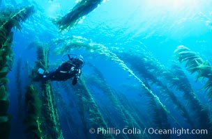 Diver amidst kelp forest, Macrocystis pyrifera, San Clemente Island