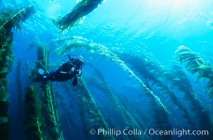 Diver amidst kelp forest, Macrocystis pyrifera, San Clemente Island