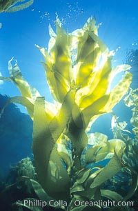 Kelp fronds, Macrocystis pyrifera, San Clemente Island