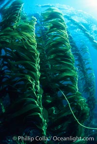 Kelp forest, Macrocystis pyrifera, San Clemente Island