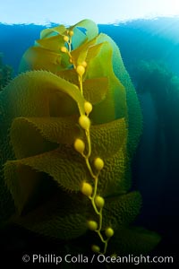 Kelp forest underwater at San Clemente Island. Giant kelp, the fastest plant on Earth, reaches from the rocky bottom to the ocean's surface like a terrestrial forest, Macrocystis pyrifera