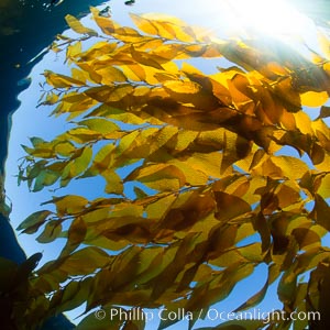 Kelp forest underwater at San Clemente Island. Giant kelp, the fastest plant on Earth, reaches from the rocky bottom to the ocean's surface like a terrestrial forest, Macrocystis pyrifera