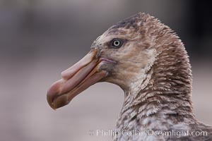 Northern giant portrait, profile, head detail.  The distinctive tube nose (naricorn), characteristic of species in the Procellariidae family (tube-snouts), is easily seen, Macronectes halli, Right Whale Bay