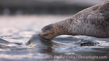 Northern giant petrel scavenging a fur seal carcass.  Giant petrels will often feed on carrion, defending it in a territorial manner from other petrels and carrion feeders, Macronectes halli, Right Whale Bay
