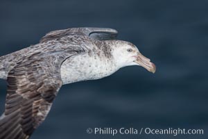 Northern giant petrel in flight.  The distinctive tube nose (naricorn), characteristic of species in the Procellariidae family (tube-snouts), is easily seen, Macronectes halli