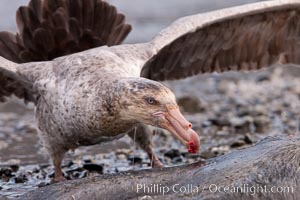 Northern giant petrel scavenging a fur seal carcass.  Giant petrels will often feed on carrion, defending it in a territorial manner from other petrels and carrion feeders, Macronectes halli, Right Whale Bay