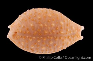 Madagascar Nucleus Cowrie, Cypraea nucleus madagascariensis