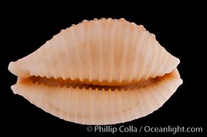 Madagascar Nucleus Cowrie, Cypraea nucleus madagascariensis