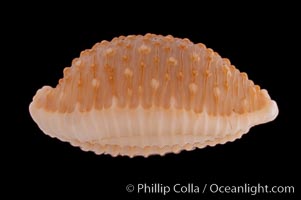 Image 08262, Madagascar Nucleus Cowrie., Cypraea nucleus madagascariensis, Phillip Colla, all rights reserved worldwide. Keywords: cowries, cypraea nucleus madagascariensis, madagascar nucleus cowrie, shells.