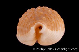 Madagascar Nucleus Cowrie, Cypraea nucleus madagascariensis