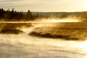 Madison River steaming in the cold air, sunrise, autumn, tall grasses and golden light, Yellowstone National Park, Wyoming