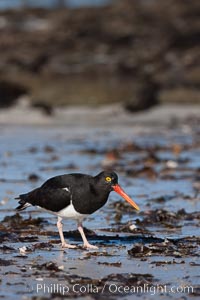 Magellanic oystercatcher, foraging for food on a beach, Haematopus leucopodus, Carcass Island