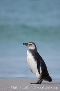 Magellanic penguins, coming ashore on a sandy beach.  Magellanic penguins can grow to 30" tall, 14 lbs and live over 25 years.  They feed in the water, preying on cuttlefish, sardines, squid, krill, and other crustaceans, Spheniscus magellanicus, New Island