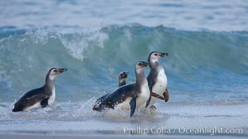 Magellanic penguins, coming ashore on a sandy beach.  Magellanic penguins can grow to 30" tall, 14 lbs and live over 25 years.  They feed in the water, preying on cuttlefish, sardines, squid, krill, and other crustaceans, Spheniscus magellanicus, New Island