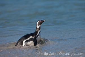 Magellanic penguins, coming ashore on a sandy beach.  Magellanic penguins can grow to 30" tall, 14 lbs and live over 25 years.  They feed in the water, preying on cuttlefish, sardines, squid, krill, and other crustaceans, Spheniscus magellanicus, New Island