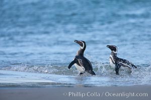 Magellanic penguins, coming ashore on a sandy beach.  Magellanic penguins can grow to 30" tall, 14 lbs and live over 25 years.  They feed in the water, preying on cuttlefish, sardines, squid, krill, and other crustaceans, Spheniscus magellanicus, New Island