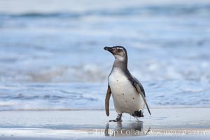 Magellanic penguins, coming ashore on a sandy beach.  Magellanic penguins can grow to 30" tall, 14 lbs and live over 25 years.  They feed in the water, preying on cuttlefish, sardines, squid, krill, and other crustaceans, Spheniscus magellanicus, New Island