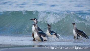 Magellanic penguins, coming ashore on a sandy beach.  Magellanic penguins can grow to 30" tall, 14 lbs and live over 25 years.  They feed in the water, preying on cuttlefish, sardines, squid, krill, and other crustaceans, Spheniscus magellanicus, New Island