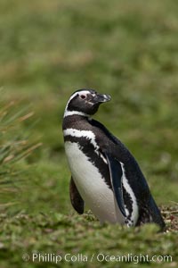 Magellanic penguin, at its burrow in short grass, in the interior of Carcass Island.