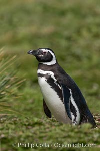 Magellanic penguin, at its burrow in short grass, in the interior of Carcass Island, Spheniscus magellanicus