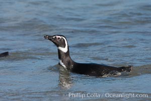 Magellanic penguin, coming ashore after foraging in the ocean for food, Spheniscus magellanicus, Carcass Island