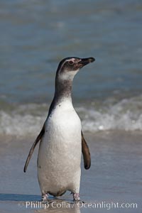 Magellanic penguin, juvenile, coming ashore on a sand beach after foraging at sea, Spheniscus magellanicus, Carcass Island