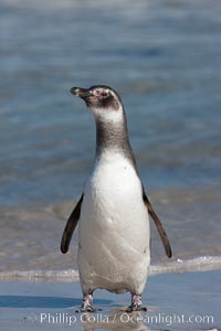 Magellanic penguin, juvenile, coming ashore on a sand beach after foraging at sea, Spheniscus magellanicus, Carcass Island