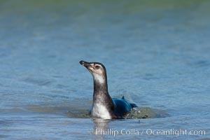 Magellanic penguin, juvenile, coming ashore on a sand beach after foraging at sea, Spheniscus magellanicus, Carcass Island