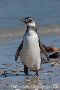 Magellanic penguin, coming ashore after foraging in the ocean for food, Spheniscus magellanicus, Carcass Island