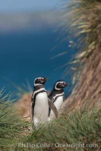 Magellanic penguins (Spheniscus magellanicus) walk through tussock grass, Carcass Island, Falkland Islands.