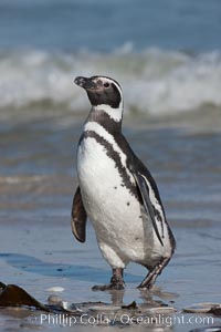 Magellanic penguins, coming ashore after foraging at sea, Spheniscus magellanicus, Carcass Island