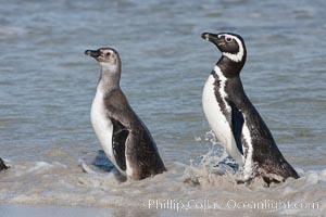 Magellanic penguins, adult (right) and juvenile, coming ashore after foraging in the ocean for food, Spheniscus magellanicus, Carcass Island