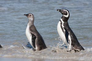 Magellanic penguins, adult (right) and juvenile, coming ashore after foraging in the ocean for food, Spheniscus magellanicus, Carcass Island