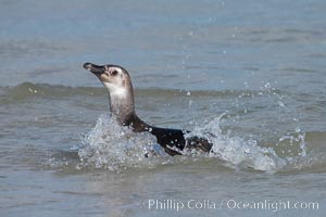 Magellanic penguin, juvenile, coming ashore on a sand beach after foraging at sea, Spheniscus magellanicus, Carcass Island