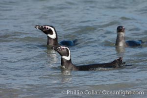 Magellanic penguins, coming ashore after foraging in the ocean for food, Spheniscus magellanicus, Carcass Island