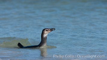 Magellanic penguin, juvenile, coming ashore on a sand beach after foraging at sea, Spheniscus magellanicus, Carcass Island