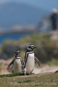 Magellanic penguins, coming ashore after foraging at sea, Spheniscus magellanicus, Carcass Island