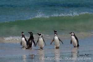 Magellanic penguins, coming ashore after foraging at sea, Spheniscus magellanicus, Carcass Island