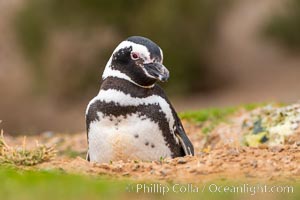 Magellanic penguin in its burrow, Spheniscus magellanicus, Patagonia, Argentina, Spheniscus magellanicus, Puerto Piramides, Chubut