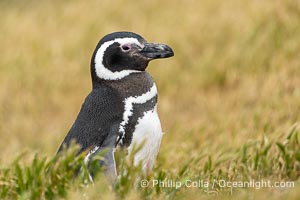 Magellanic penguin in its burrow, Spheniscus magellanicus, Peninsula Valdes, Patagonia, Argentina. By permission of the Government of Argentina, Chubut, permit # 51 / 2025-SsCyA, Spheniscus magellanicus, Puerto Piramides