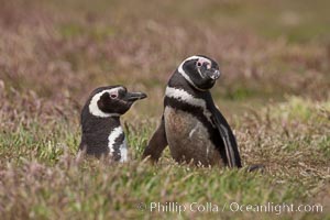 Magellanic penguins, in grasslands at the opening of their underground burrow.  Magellanic penguins can grow to 30