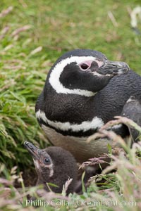 Magellanic penguin, adult and chick, in grasslands at the opening of their underground burrow.  Magellanic penguins can grow to 30