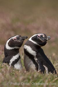 Magellanic penguins, in grasslands at the opening of their underground burrow.  Magellanic penguins can grow to 30" tall, 14 lbs and live over 25 years.  They feed in the water, preying on cuttlefish, sardines, squid, krill, and other crustaceans, Spheniscus magellanicus, New Island