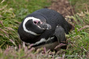 Magellanic penguin, adult and chick, in grasslands at the opening of their underground burrow.  Magellanic penguins can grow to 30" tall, 14 lbs and live over 25 years.  They feed in the water, preying on cuttlefish, sardines, squid, krill, and other crustaceans, Spheniscus magellanicus, New Island