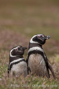 Magellanic penguins, in grasslands at the opening of their underground burrow.  Magellanic penguins can grow to 30" tall, 14 lbs and live over 25 years.  They feed in the water, preying on cuttlefish, sardines, squid, krill, and other crustaceans, Spheniscus magellanicus, New Island