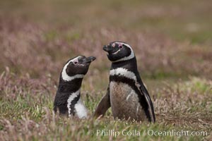 Magellanic penguins, in grasslands at the opening of their underground burrow.  Magellanic penguins can grow to 30" tall, 14 lbs and live over 25 years.  They feed in the water, preying on cuttlefish, sardines, squid, krill, and other crustaceans, Spheniscus magellanicus, New Island