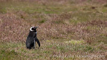 Magellanic penguin, in grasslands at the opening of their underground burrow.  Magellanic penguins can grow to 30" tall, 14 lbs and live over 25 years.  They feed in the water, preying on cuttlefish, sardines, squid, krill, and other crustaceans, Spheniscus magellanicus, New Island